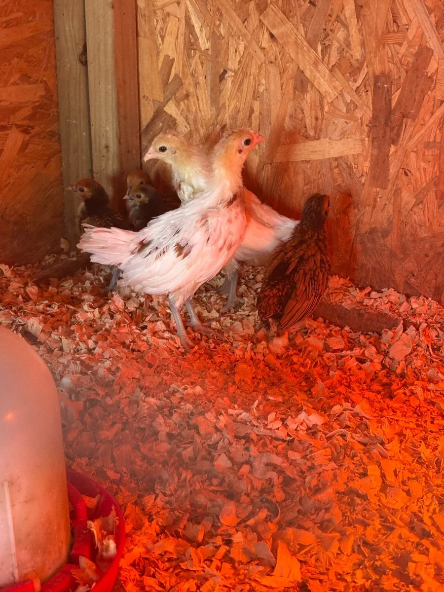 Silver sebright, Yokohama chicks, Rosecomb rooster - Image 4