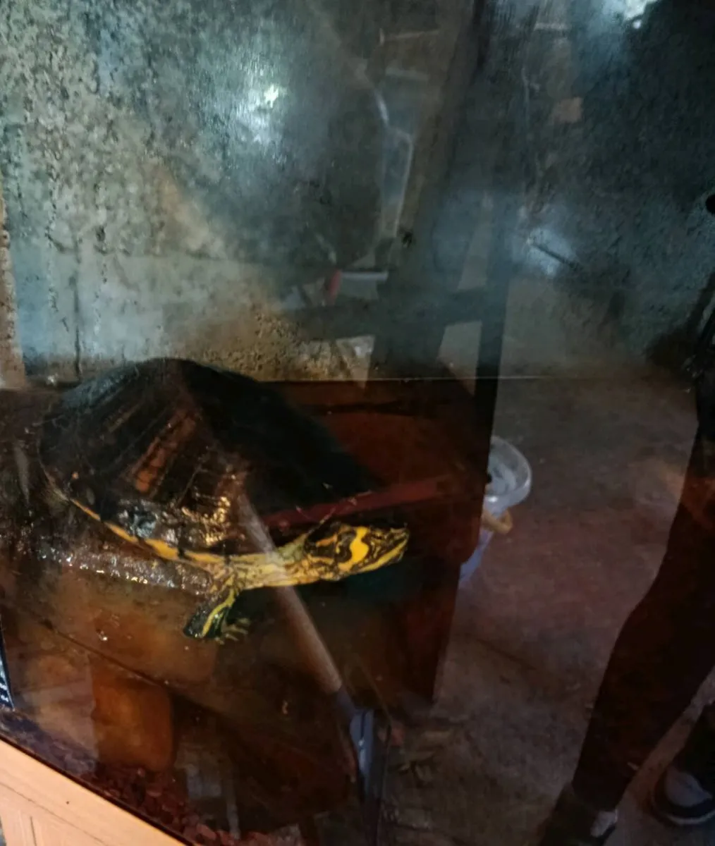 Aquarium and turtle's - Image 2