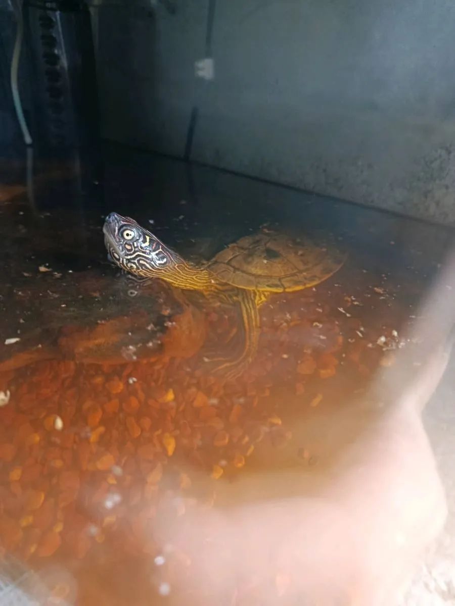 Aquarium and turtle's - Image 3