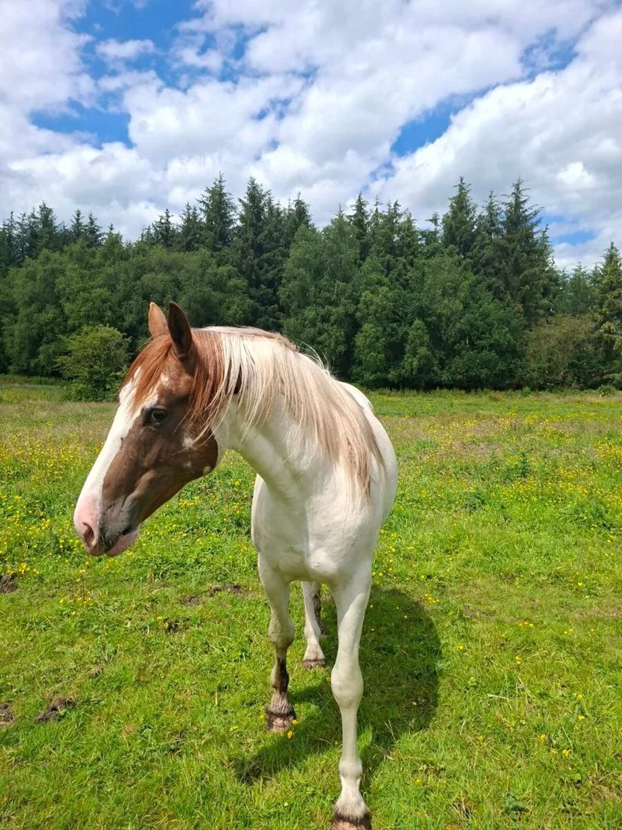 3 year old colt - Image 1