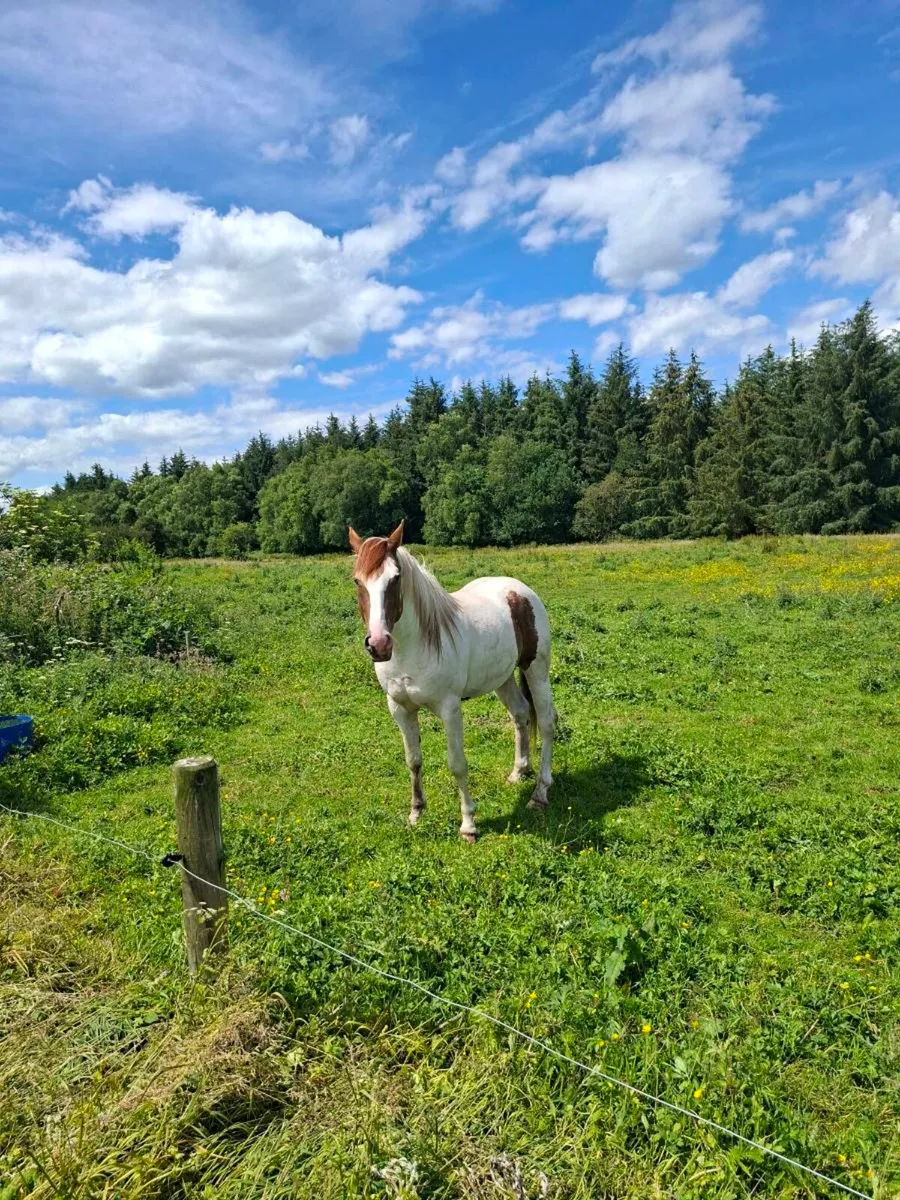 3 year old colt - Image 2