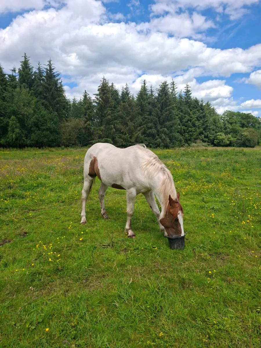 3 year old colt - Image 3