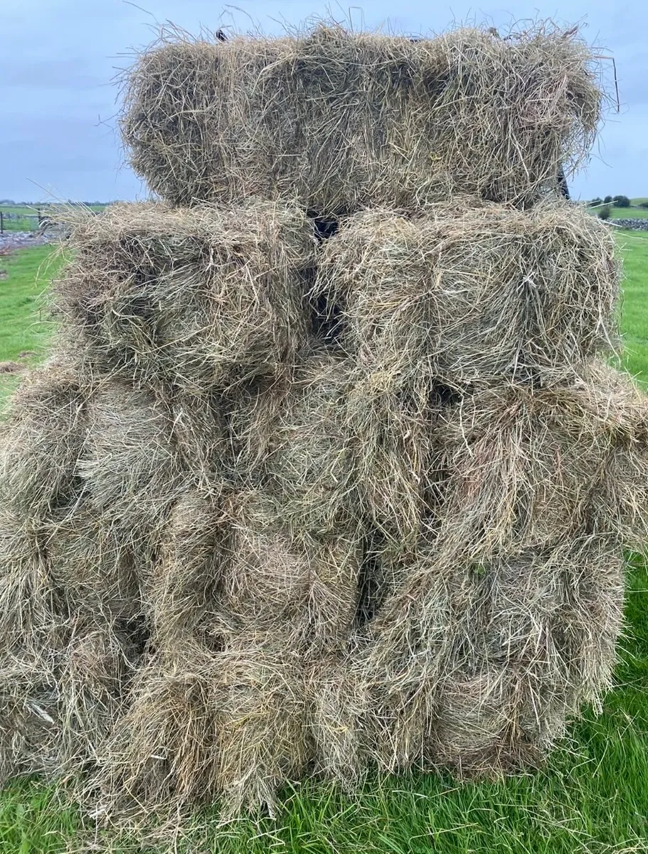 Square bales hay - Image 1