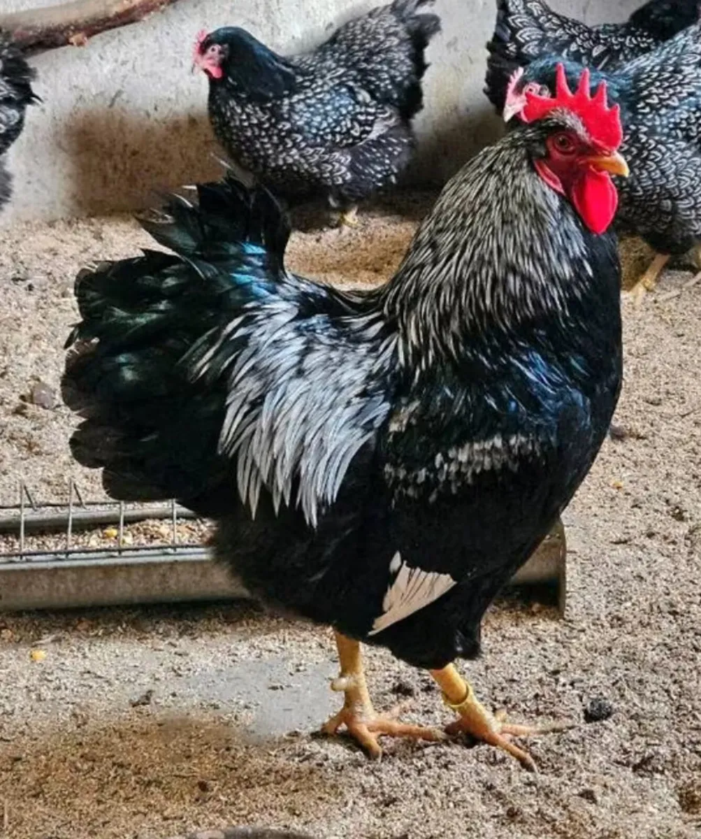 Poultry, Silver black laced Barnefelder - Image 1