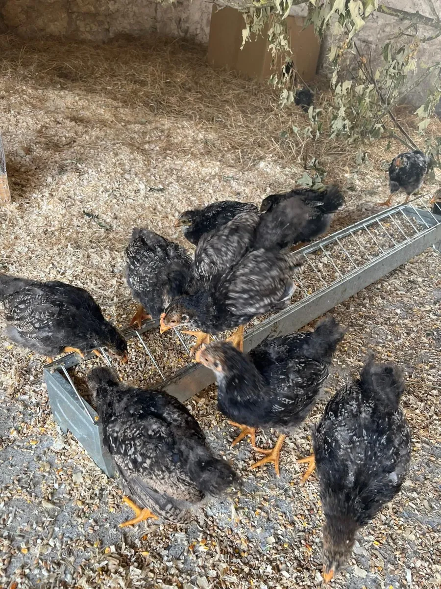 Poultry, Silver black laced Barnefelder - Image 3