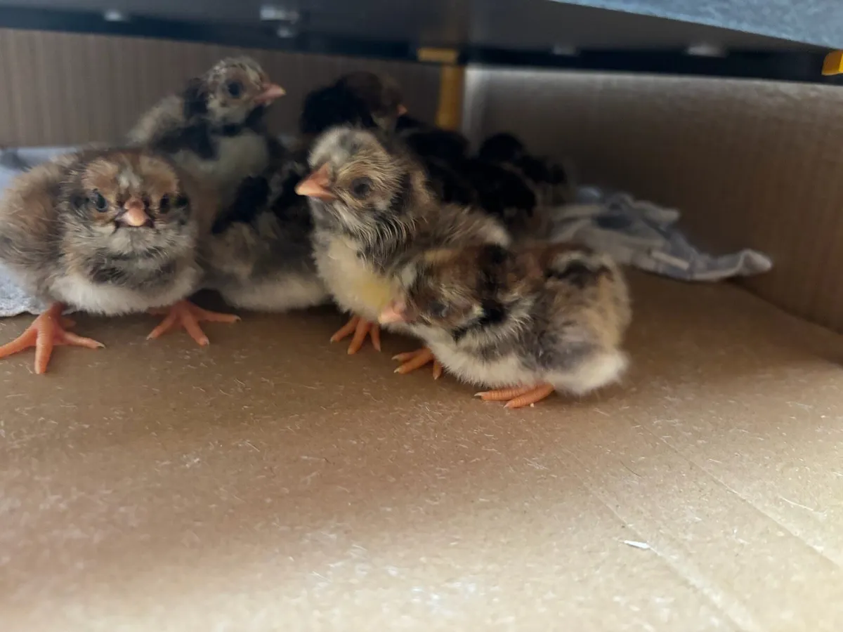 Poultry, Silver black laced Barnefelder - Image 4
