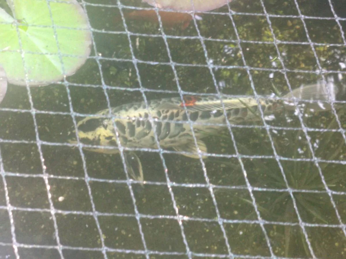 Large Koi - Image 2