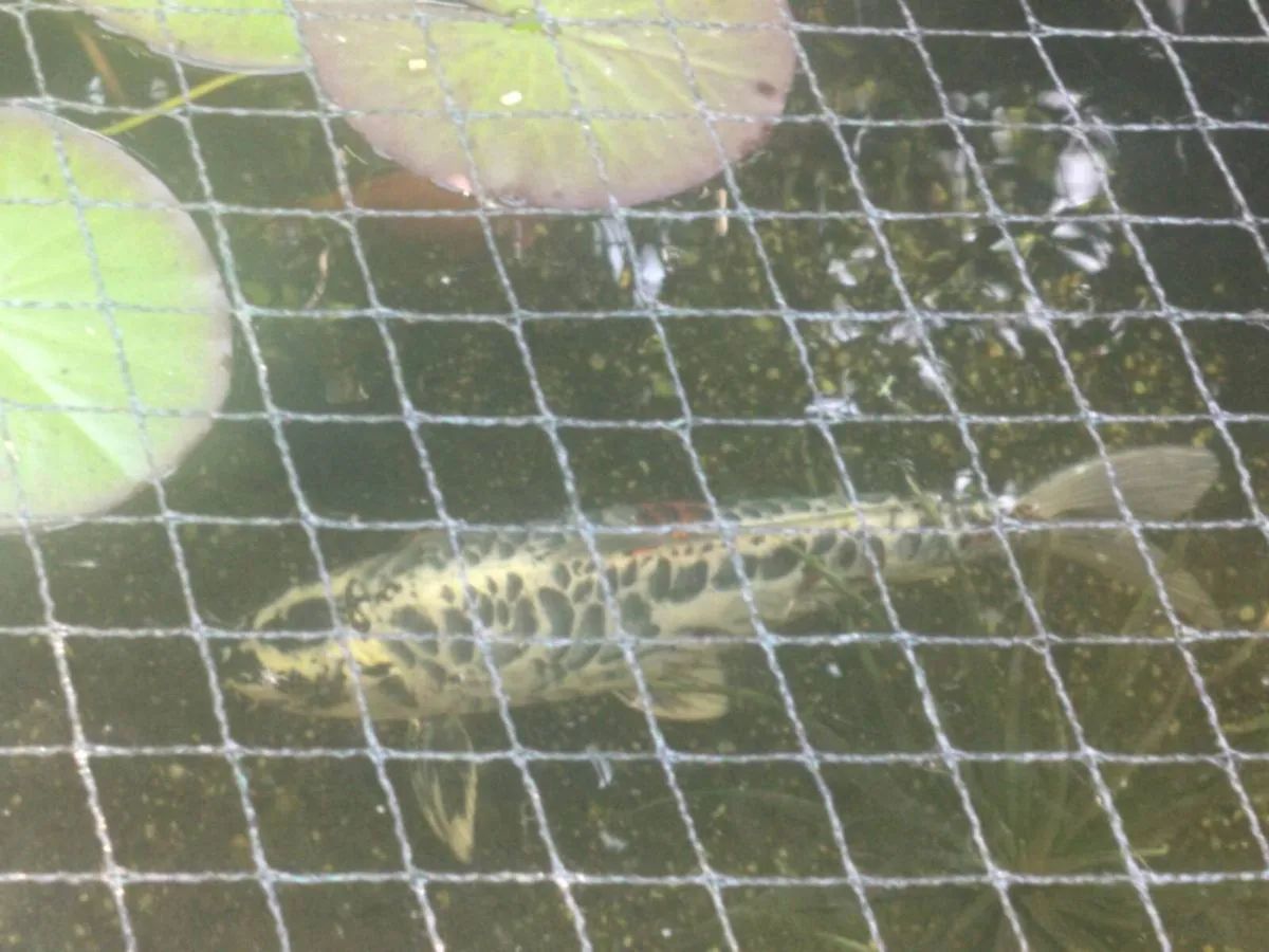 Large Koi - Image 3