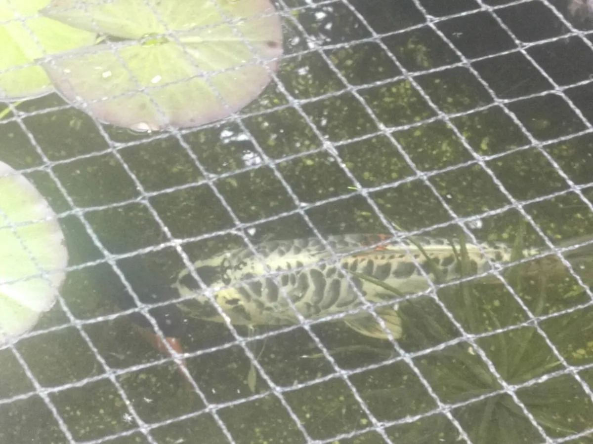 Large Koi - Image 4