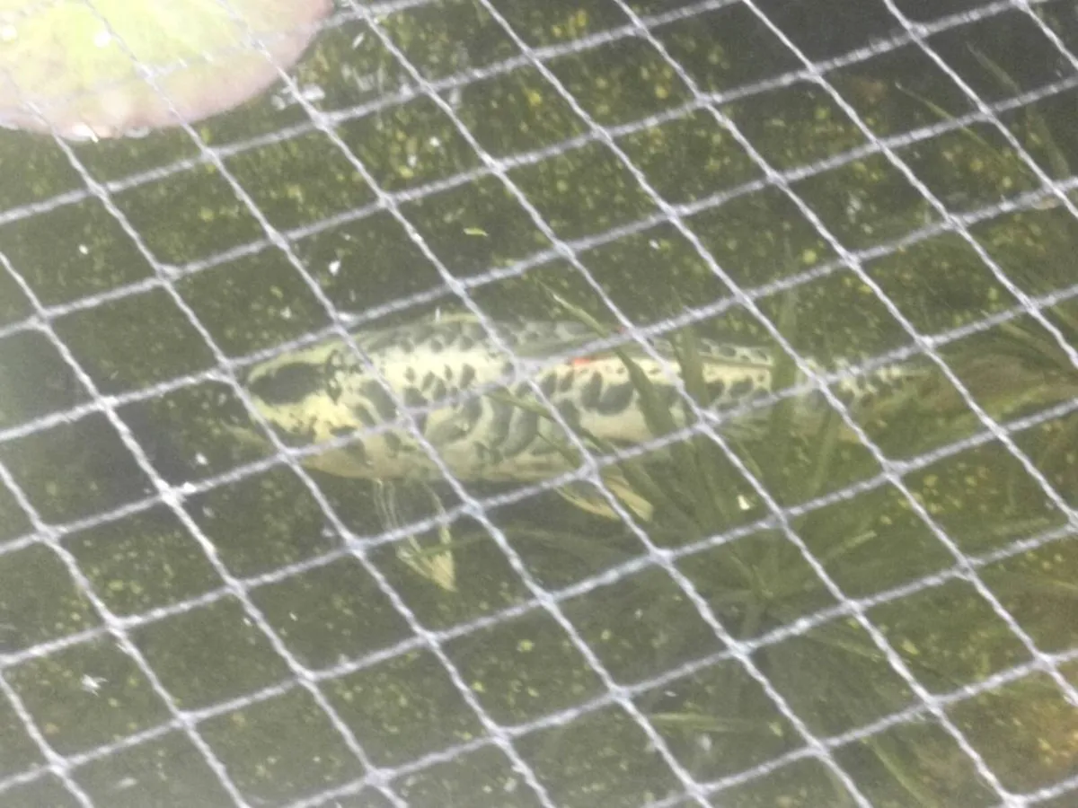 Large Koi - Image 1