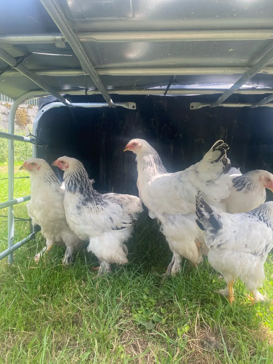 Poultry - Image 1