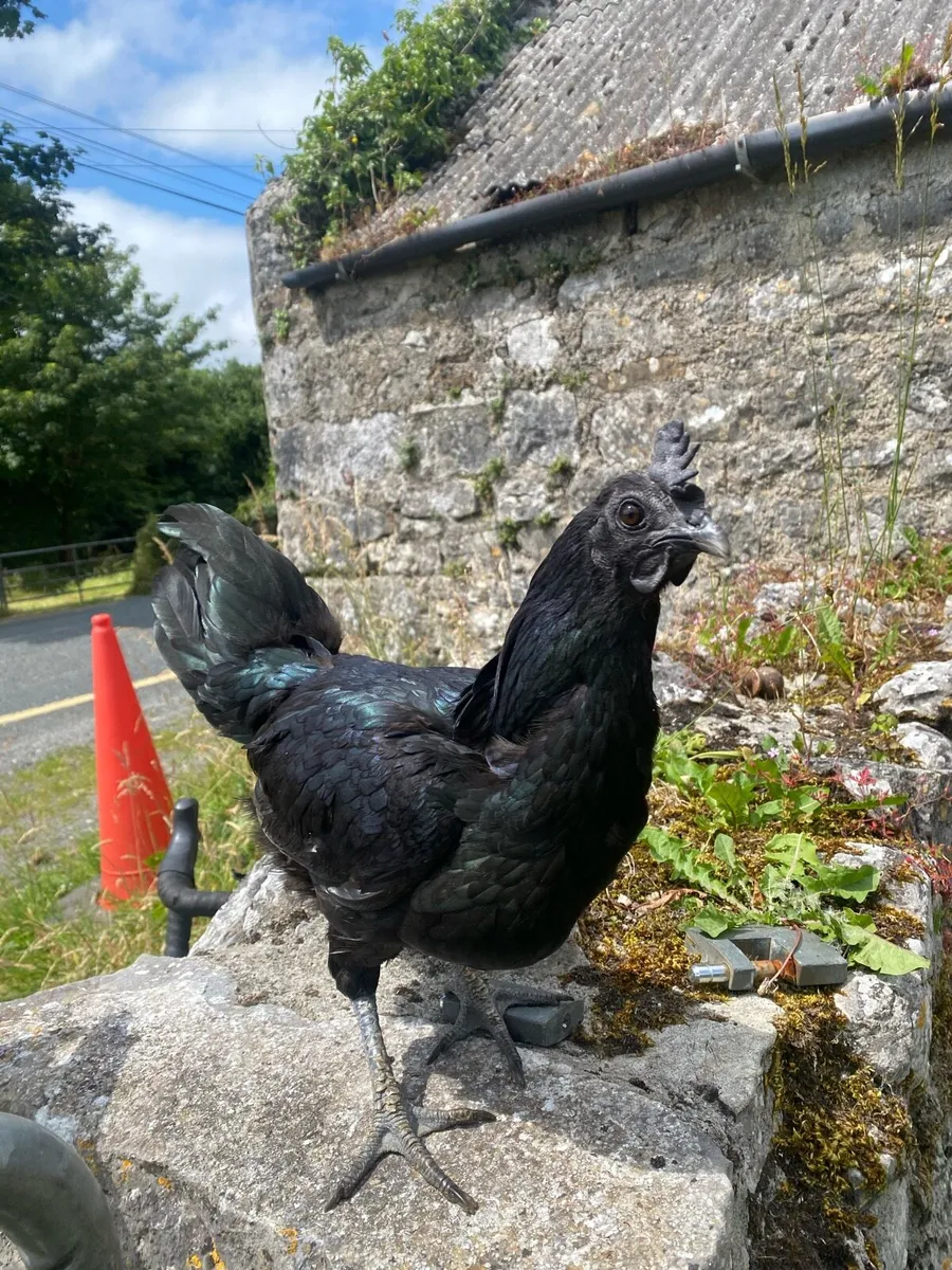 Poultry - Image 3