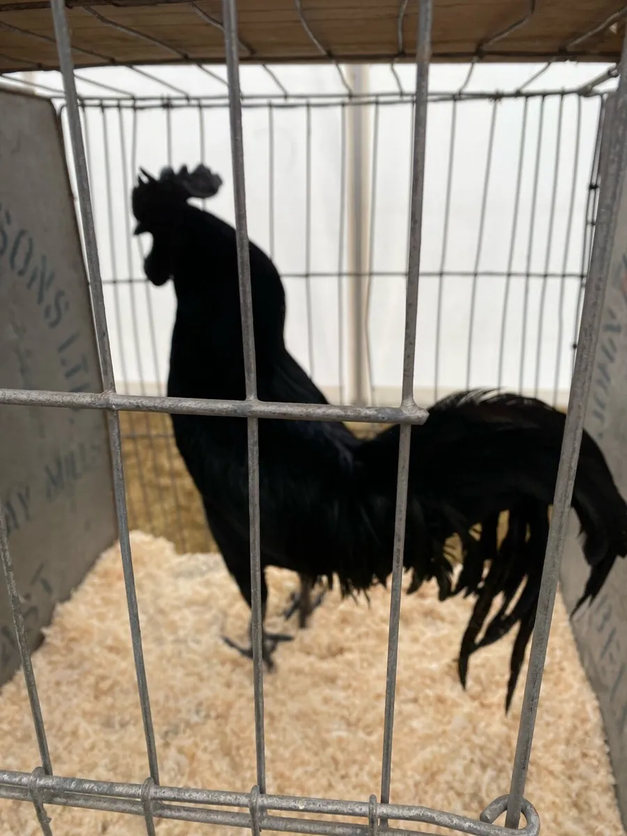 Poultry - Image 2