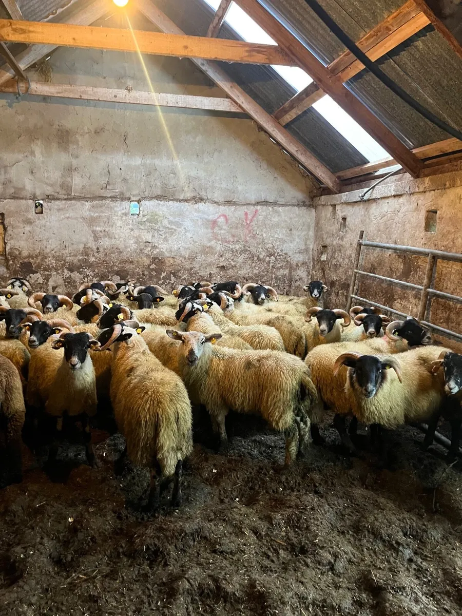 65 super Lanark ram lambs - Image 2