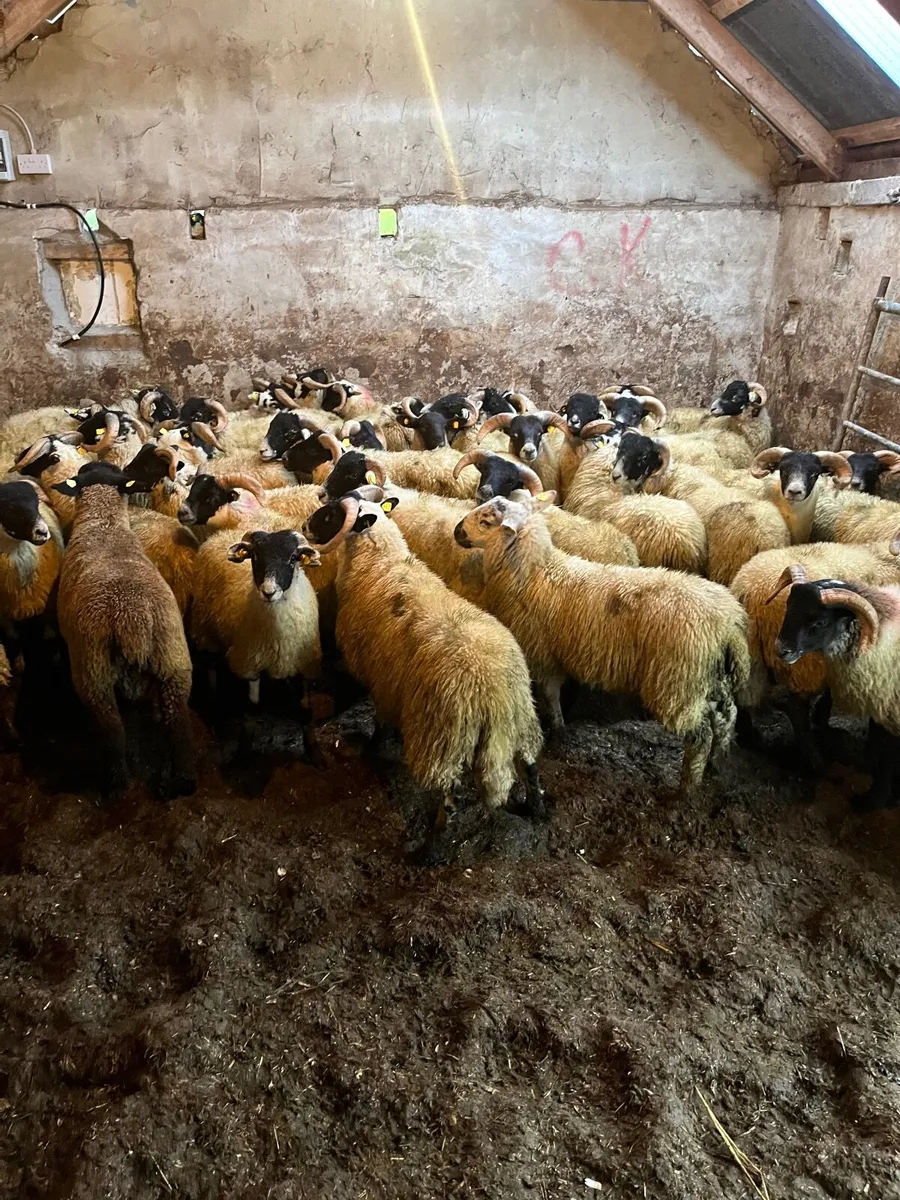 65 super Lanark ram lambs - Image 3