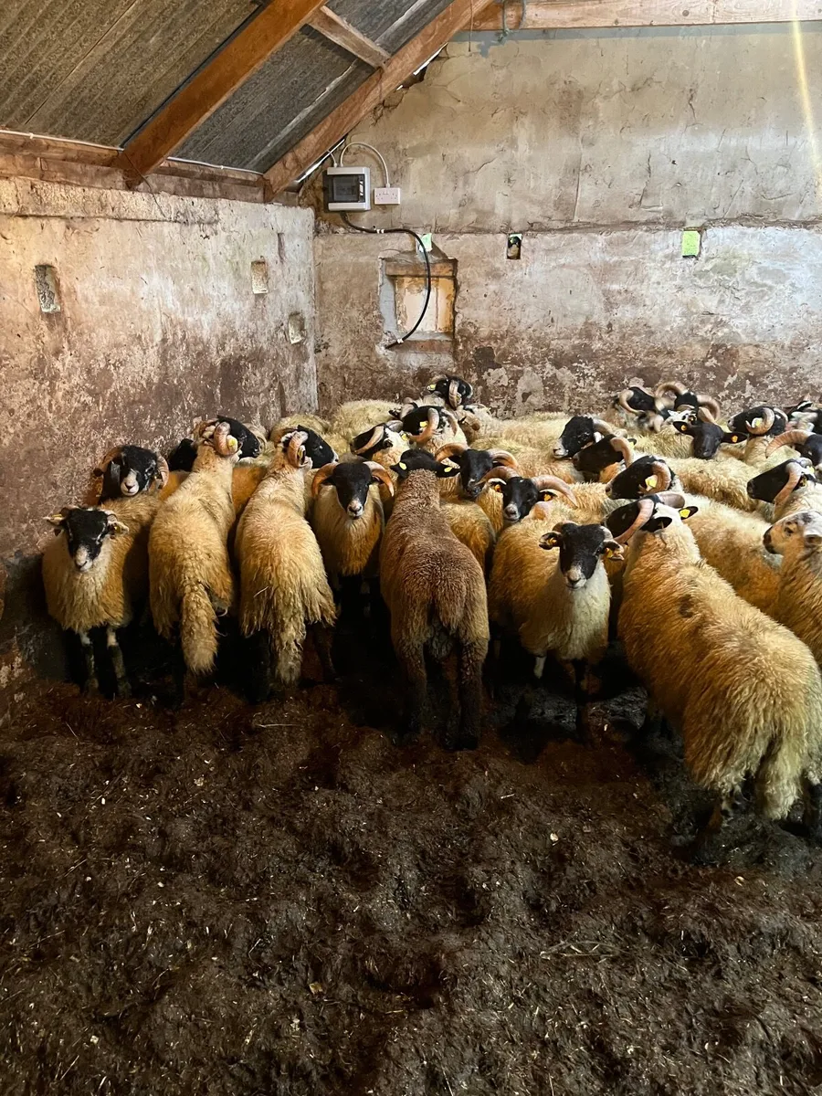 65 super Lanark ram lambs - Image 4