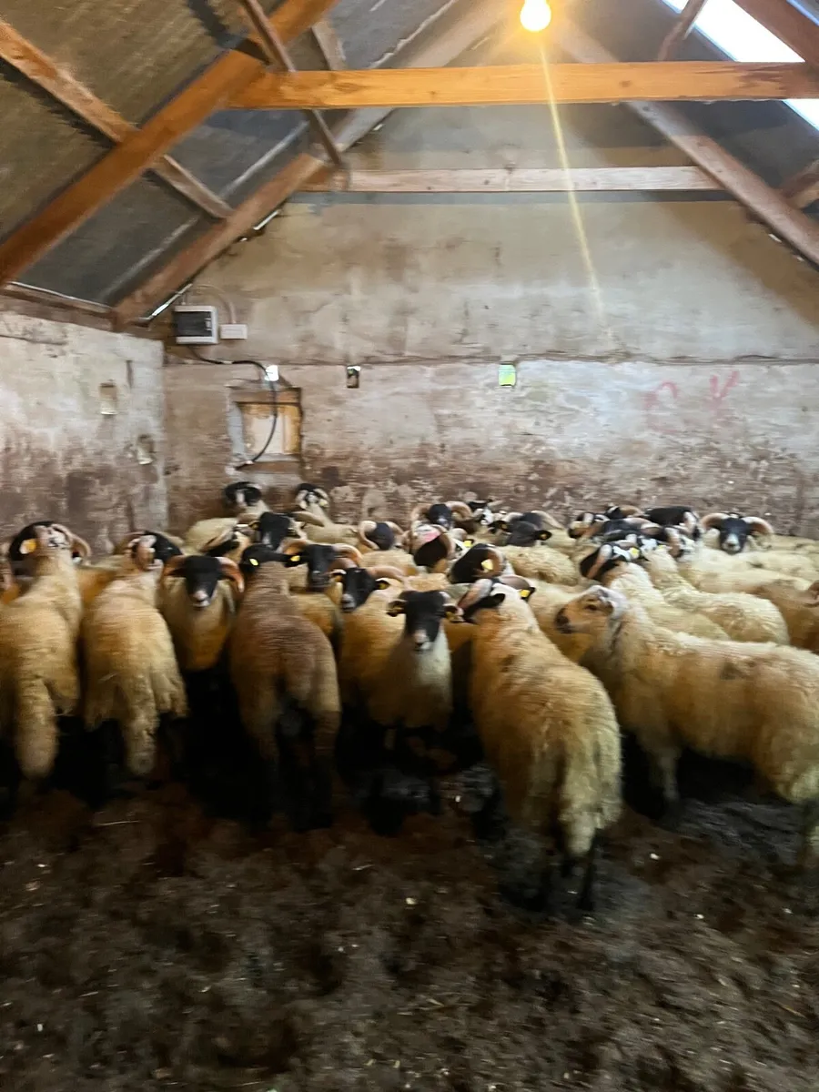 65 super Lanark ram lambs - Image 1