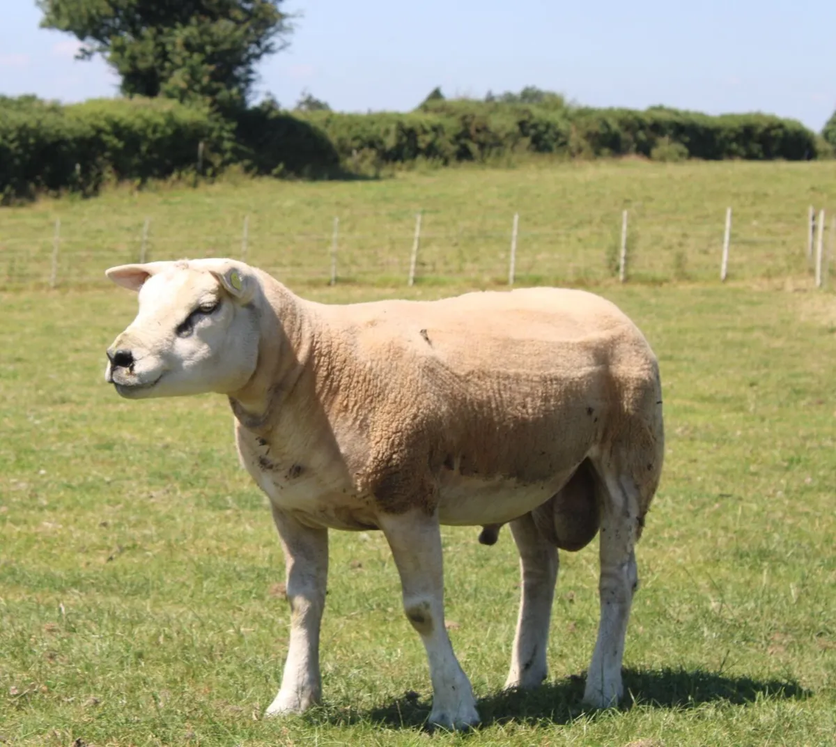 Pedigree Texel Ram for Sale - Image 1