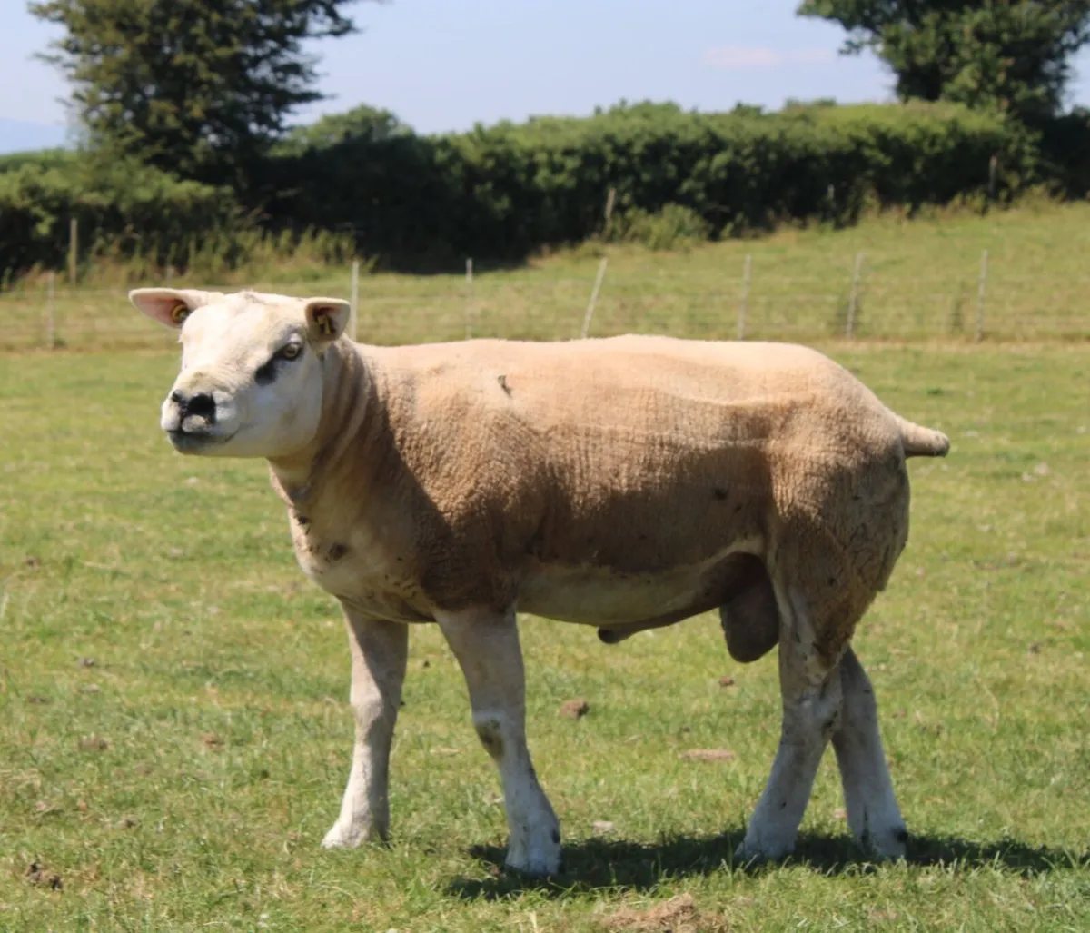 Pedigree Texel Ram for Sale - Image 3