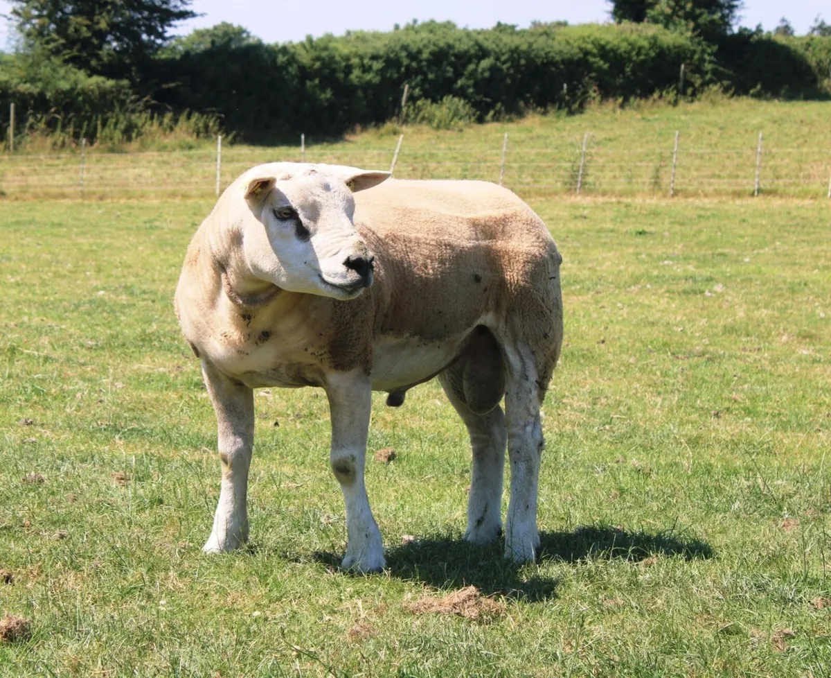Pedigree Texel Ram for Sale - Image 2