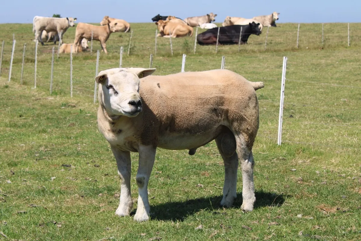 Pedigree Texel Ram for Sale - Image 4