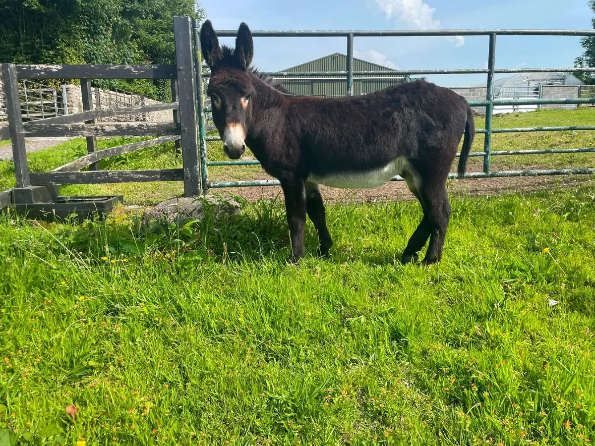 Gelded Black Donkey - Image 1