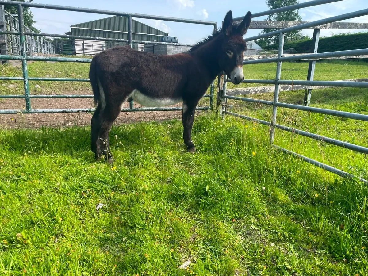 Gelded Black Donkey - Image 2