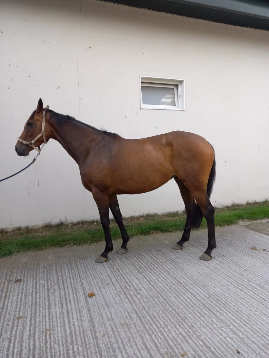 Filly for sale