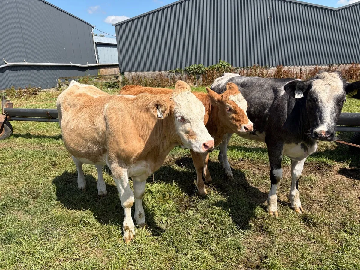 Beef cattle - Image 2
