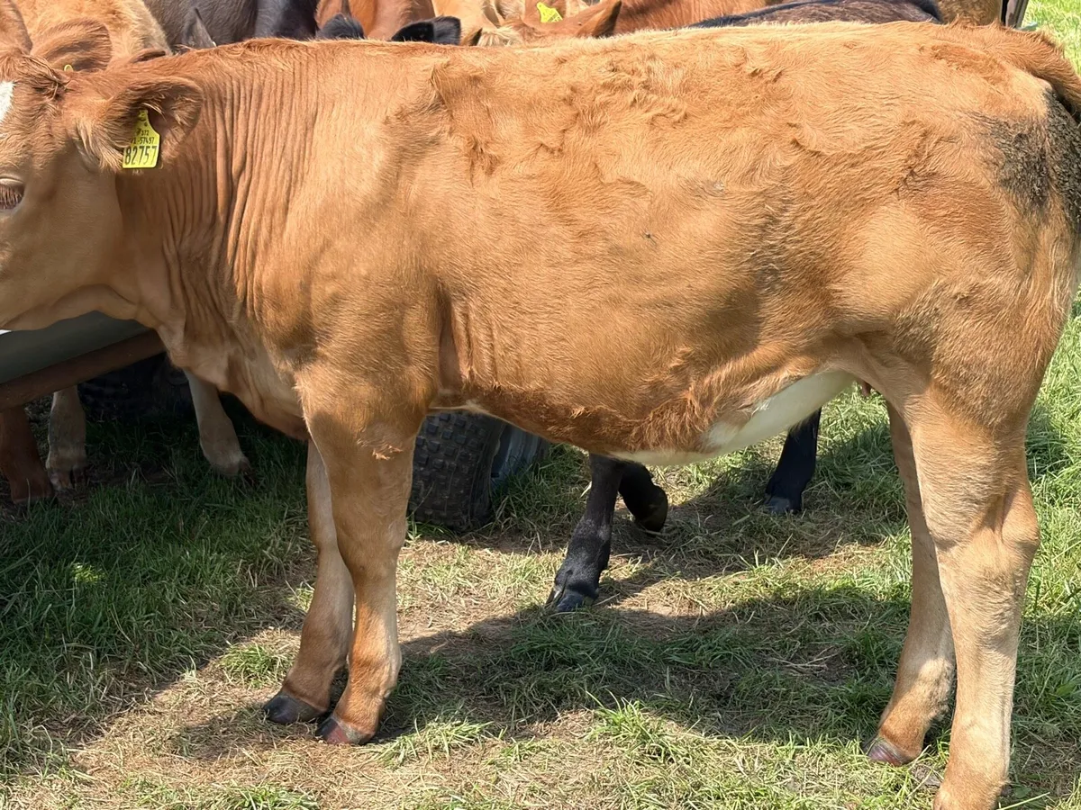 Beef cattle - Image 4