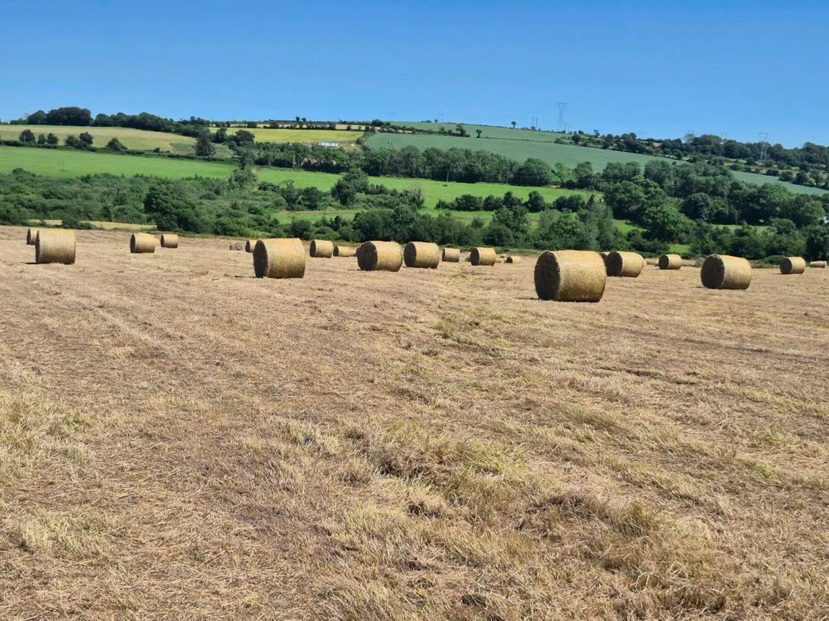 Hay - Image 1
