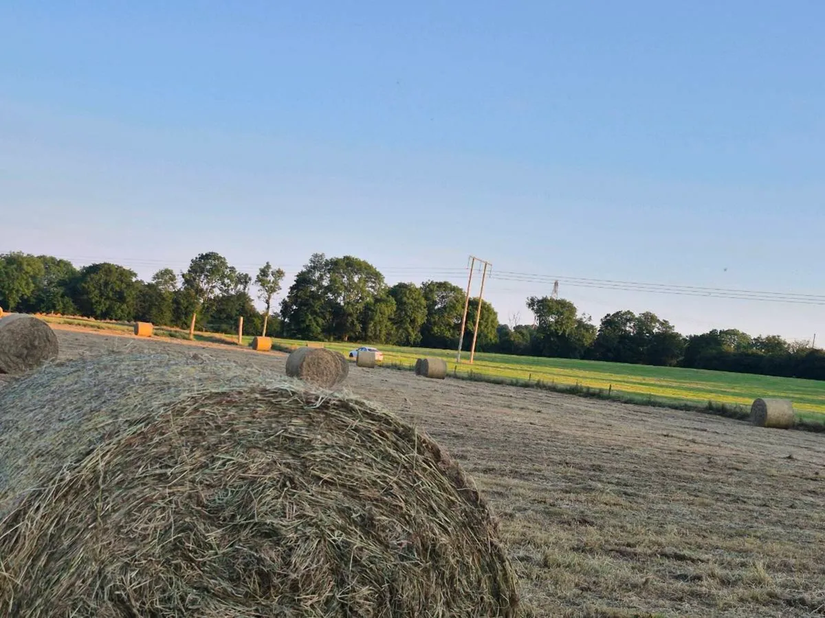 Hay - Image 2