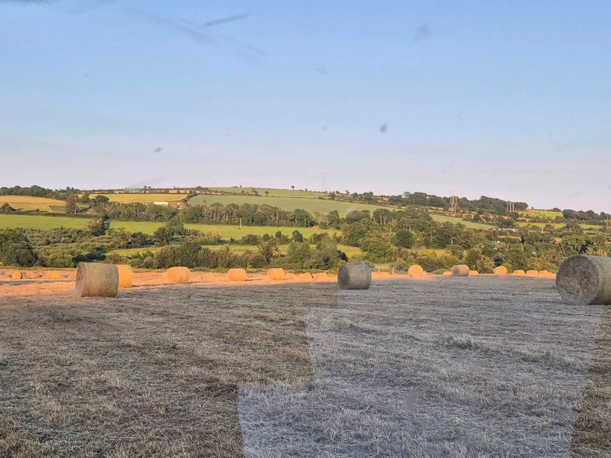 Hay - Image 3