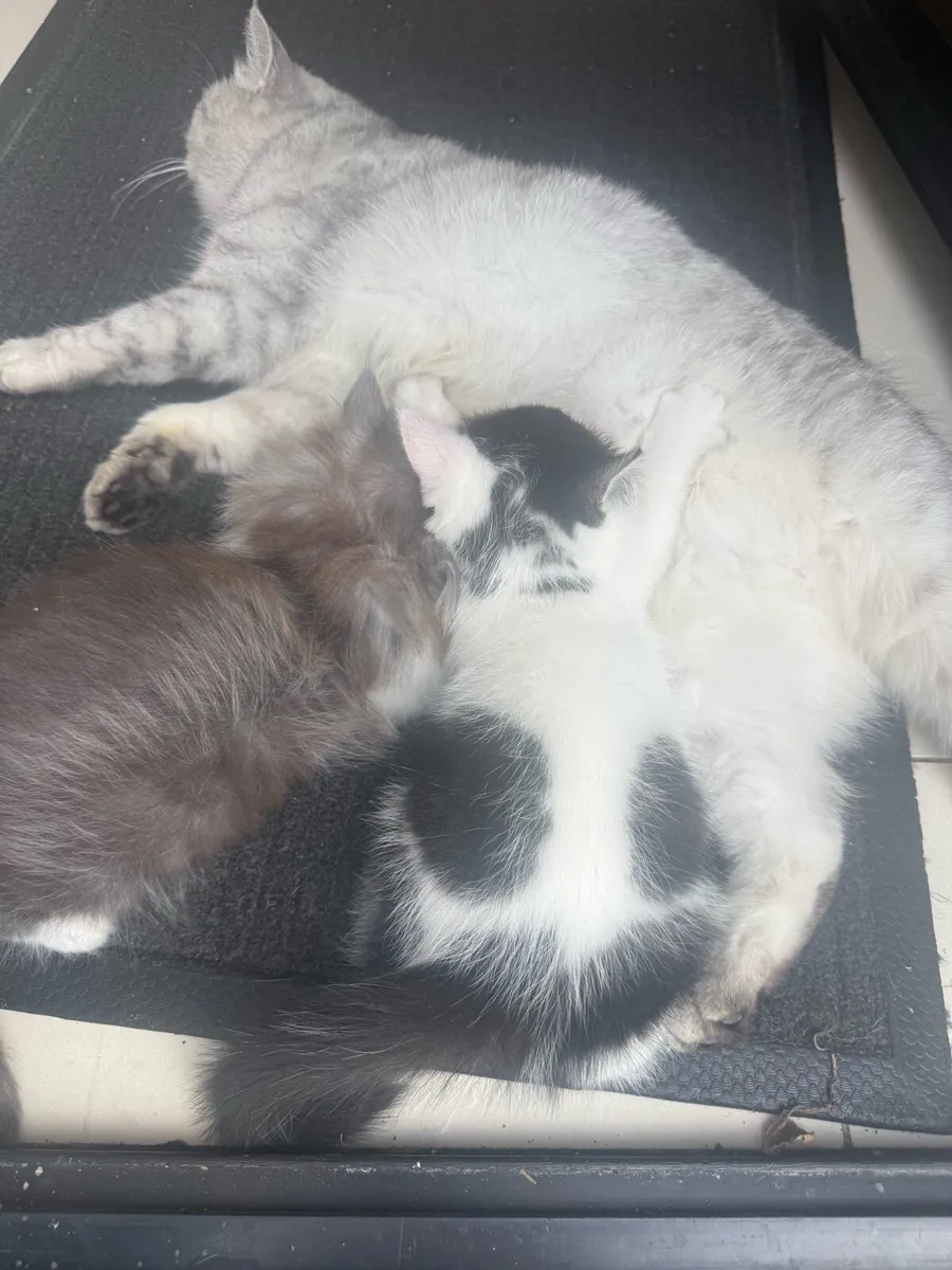 Persian Kittens - Image 4