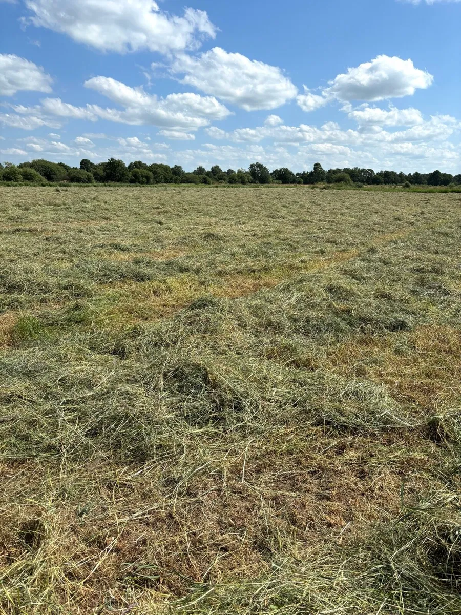 Hay - Image 3