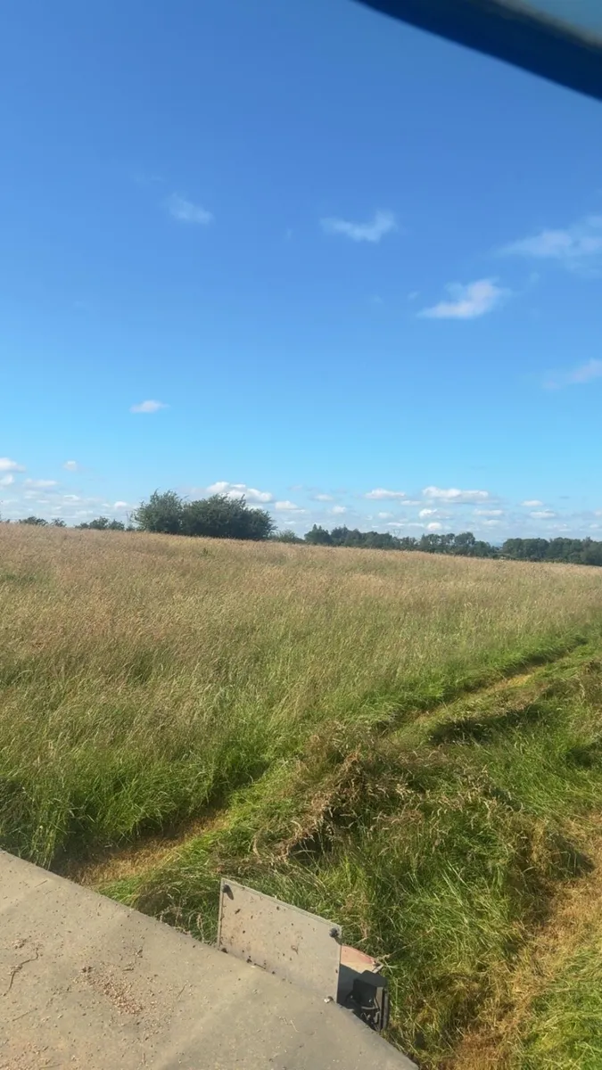 Hay - Image 3