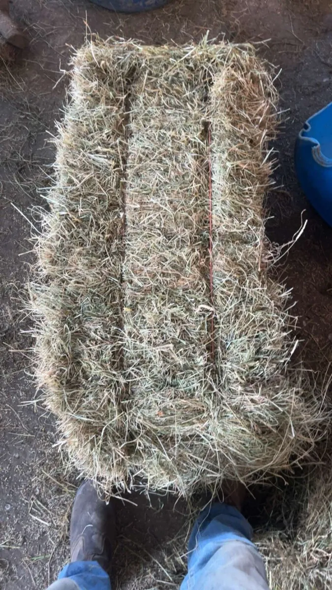 Hay - Image 4