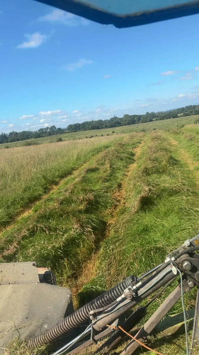 Hay - Image 2