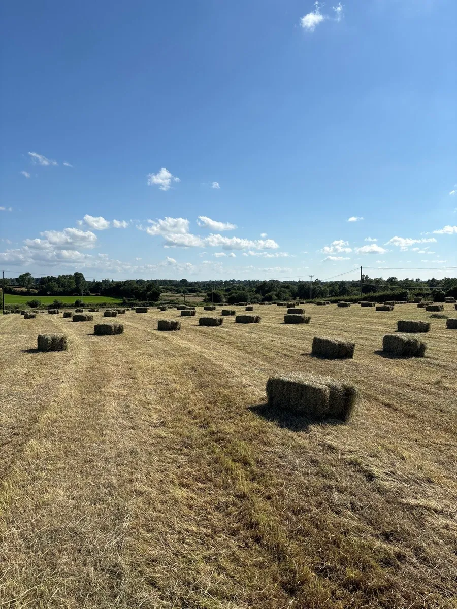 Hay - Image 1