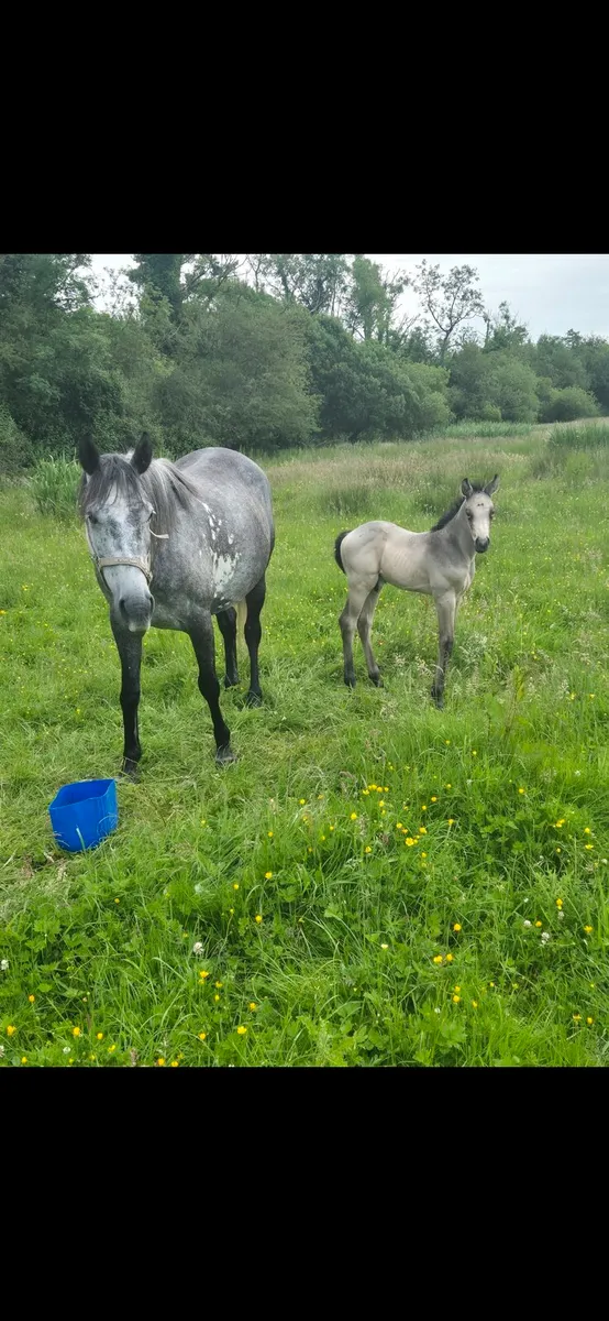Mare and Dun foal - Image 1