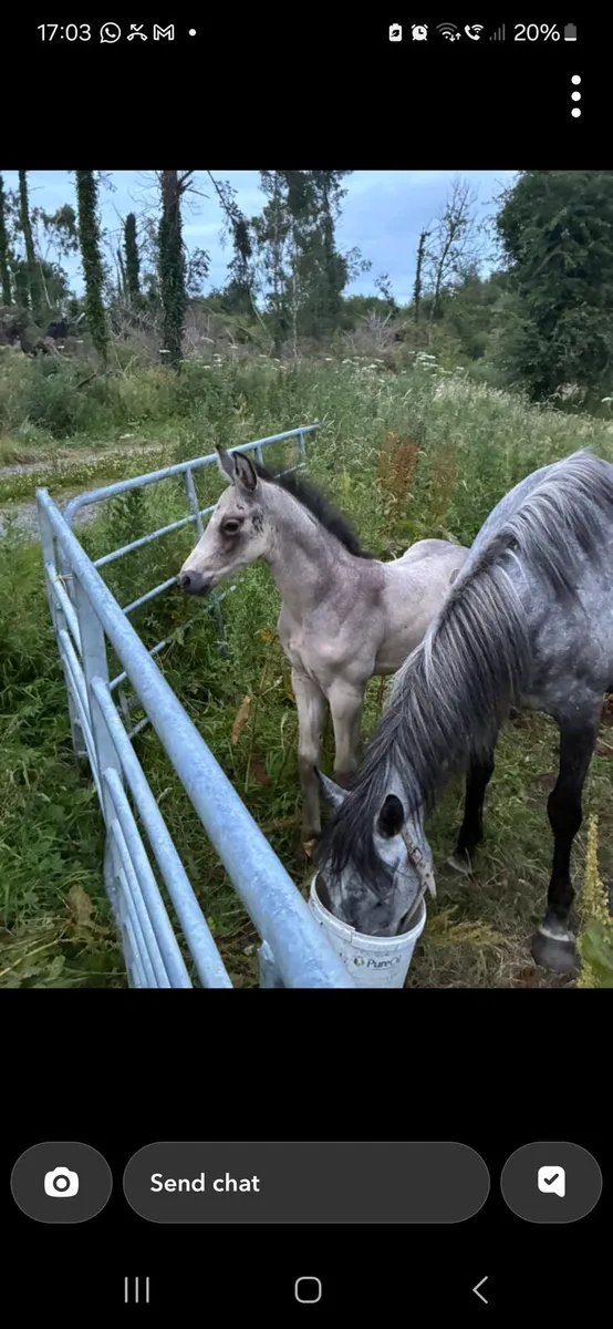 Mare and Dun foal - Image 2