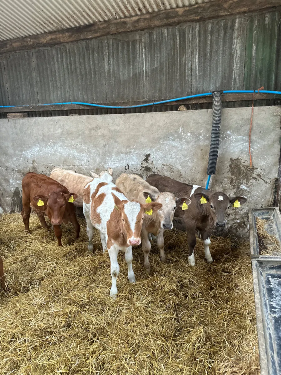 Charolais lim and sim heifers - Image 3