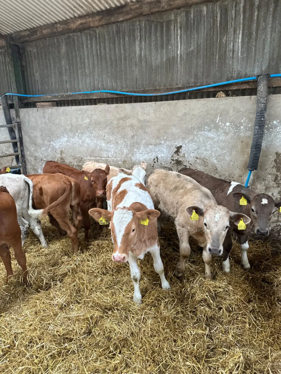 Charolais lim and sim heifers - Image 1