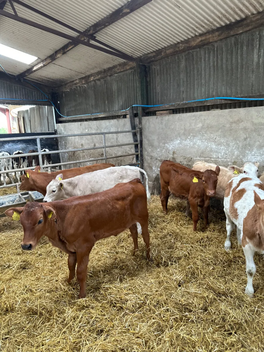 Charolais lim and sim heifers - Image 2