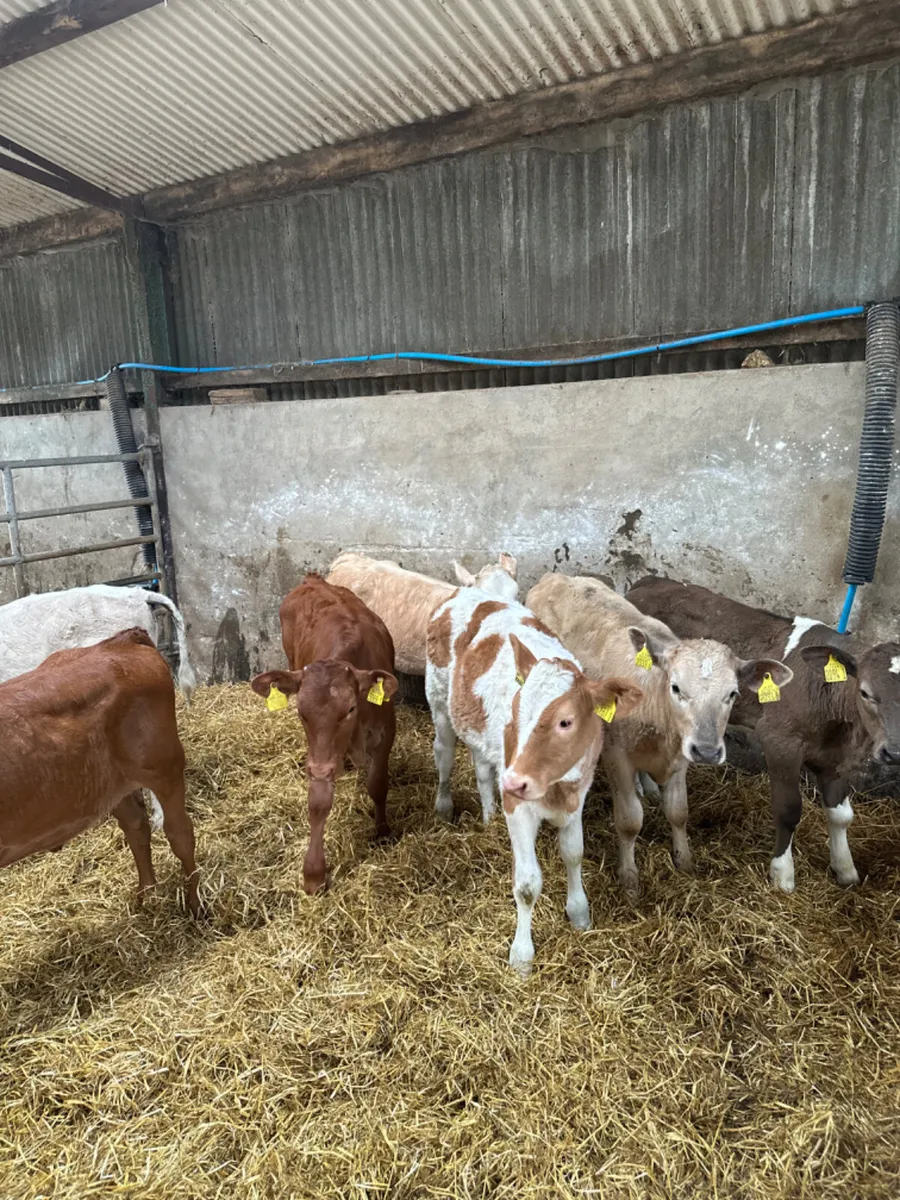 Charolais lim and sim heifers - Image 4