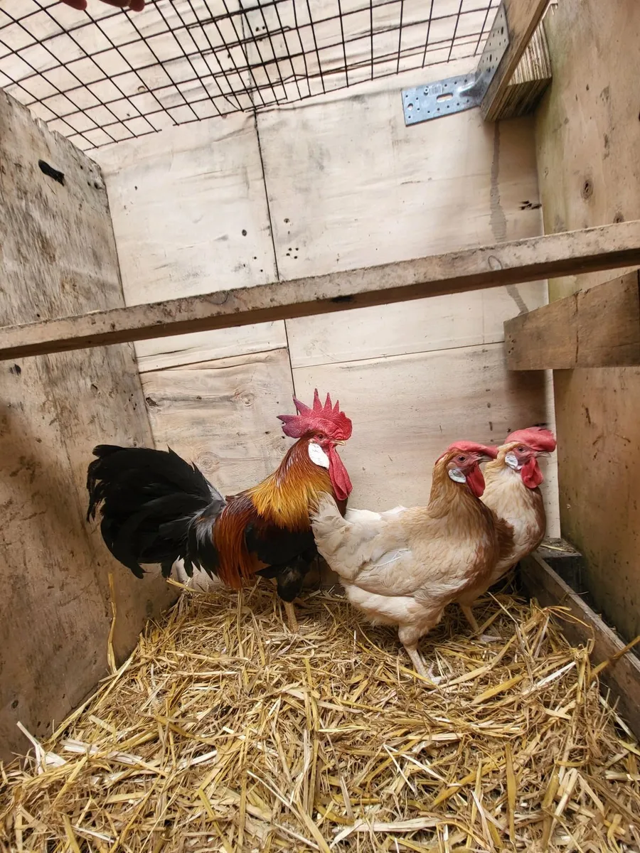 High quality leghorns - Image 1