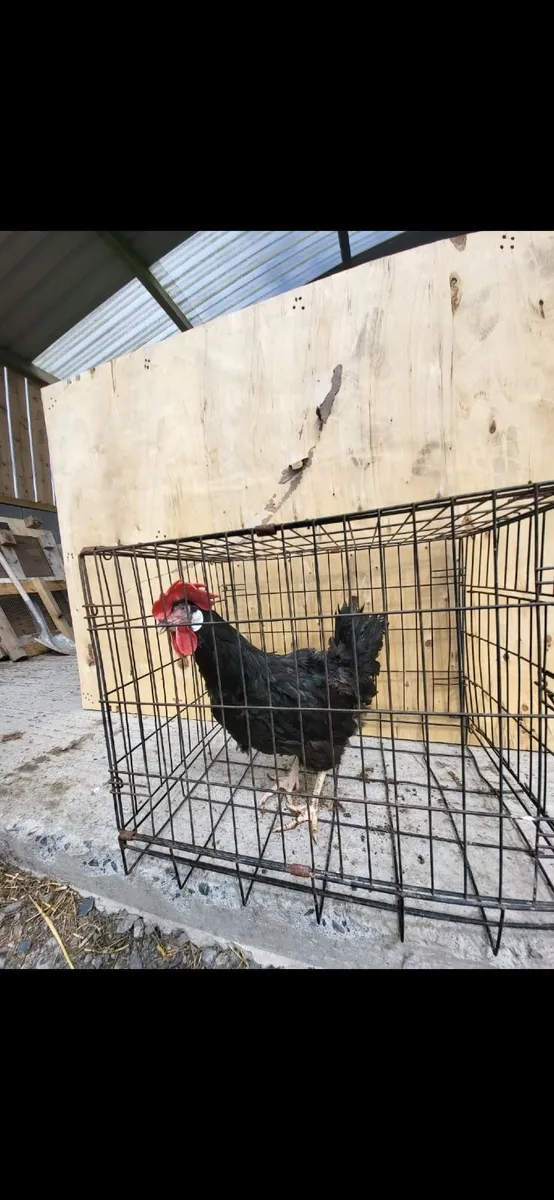 High quality leghorns - Image 2