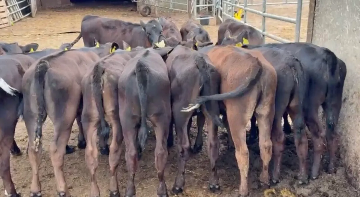 20 AA heifer runners - Image 3
