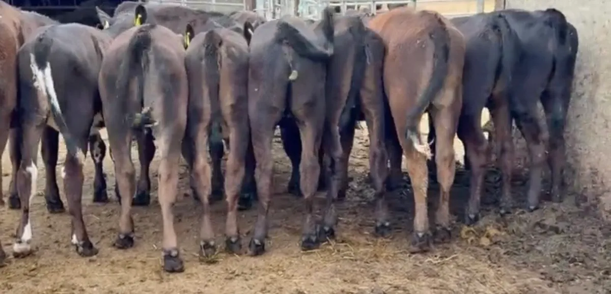 20 AA heifer runners - Image 2