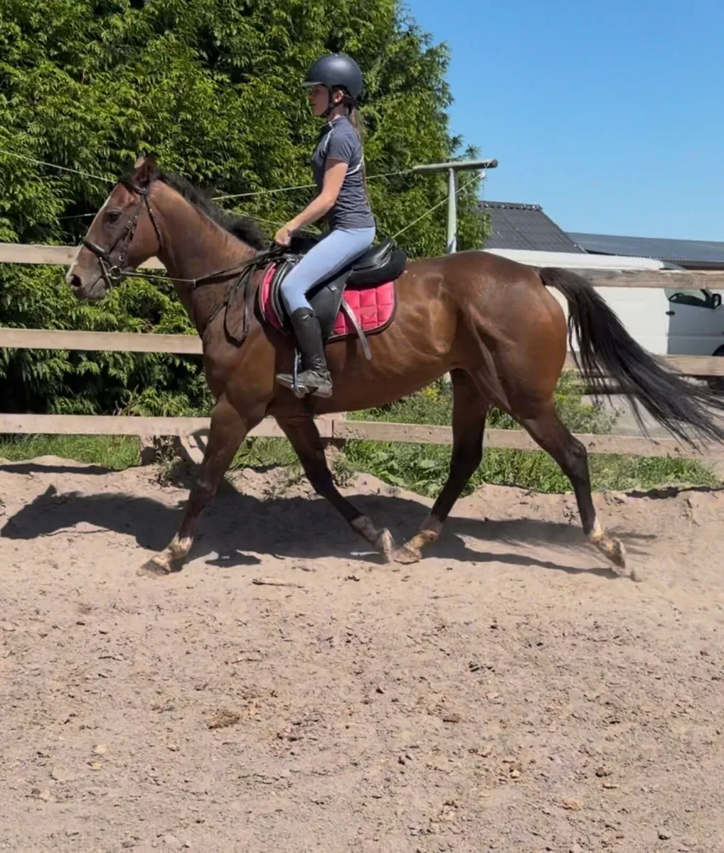 Riding mare - Image 1